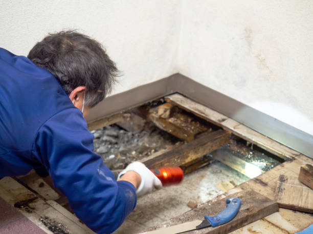 Best Certified Mold Removal  in Paw Paw, MI