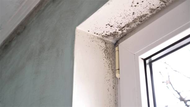 Best Toxic Mold Removal  in Paw Paw, MI