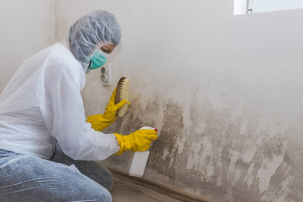 Best Office Mold Removal Services  in Paw Paw, MI