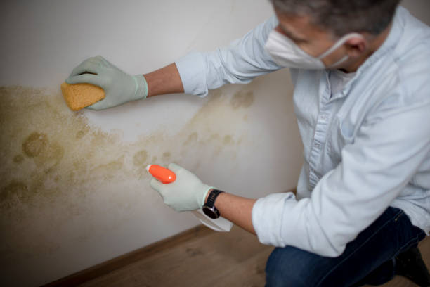 Best Best Mold Removal Companies  in Paw Paw, MI