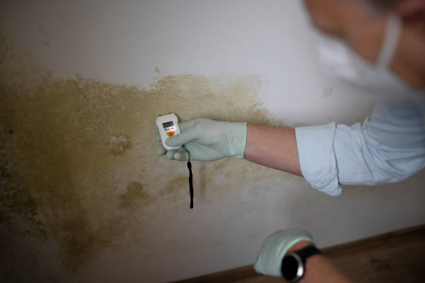 Attic Mold Removal in Paw Paw, MI