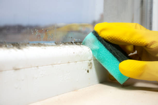 Best Mold Cleaning Services  in Paw Paw, MI