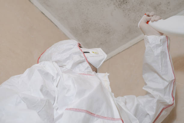 Best Mold Removal Specialists  in Paw Paw, MI