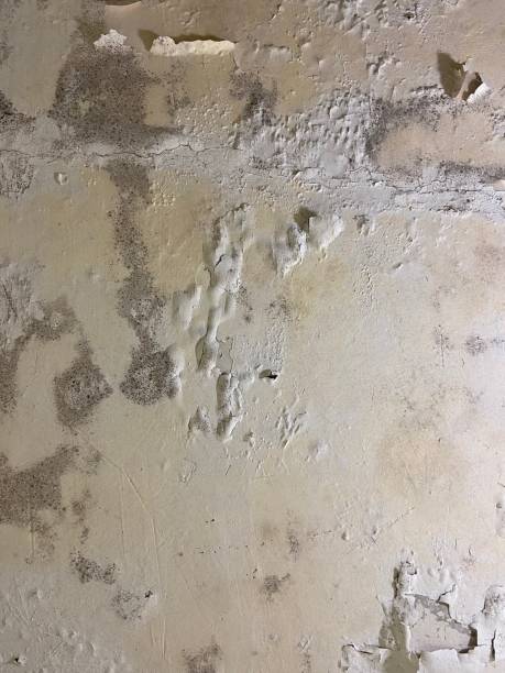 Best Home Mold Removal  in Paw Paw, MI