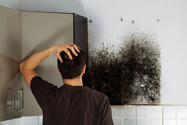 Best Mold Testing  in Paw Paw, MI