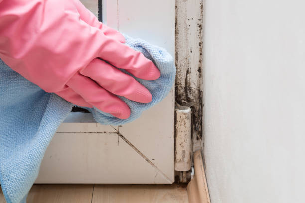 Best Mold Testing  in Paw Paw, MI