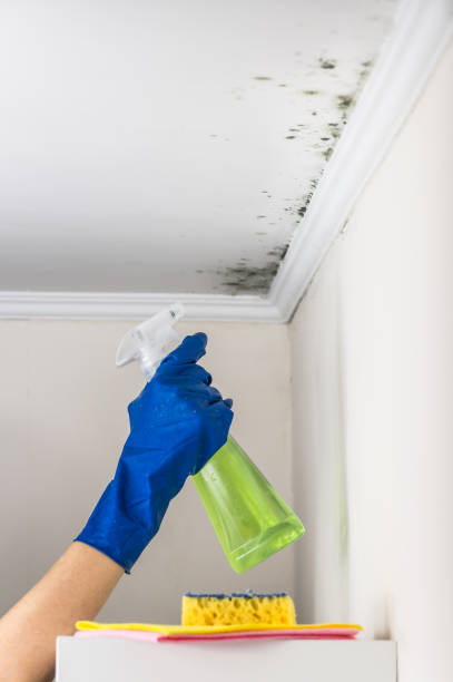 Best Emergency Mold Removal  in Paw Paw, MI